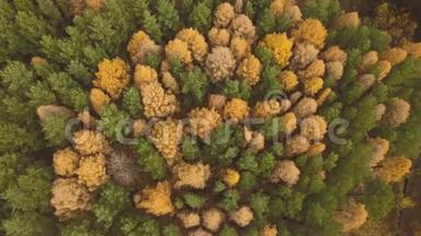 秋天多彩林的空中镜头。 <strong>黄绿</strong>树
