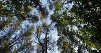 高高的松树树干，伸展到天空的摄像机旋转