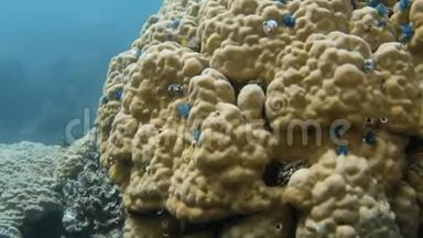 水下一个<strong>淡黄色</strong>的珊瑚礁.