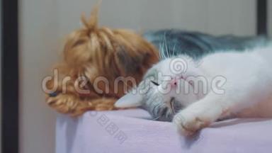 猫和狗在一起睡觉的生活方式有趣的<strong>视频</strong>。 猫和狗在室内的<strong>友谊</strong>，睡在脚边