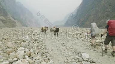 背包客带着<strong>导游</strong>在尼泊尔的马纳斯鲁山上徒步旅行。