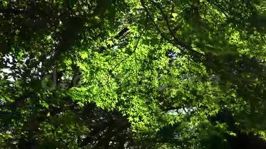 韩国济州哈拉国家公园的枫树