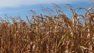 成熟的田野玉米在微风中沙沙作响。