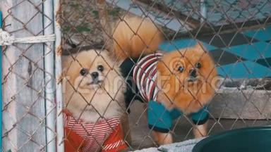 三只纯种的小<strong>狗</strong>在街边的笼子里，在栅栏后面凶恶地吠叫。 慢动作
