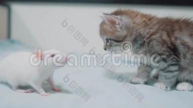 小灰小猫猫和白鼠互相嗅嗅.. 有趣的稀有视频老鼠和小可爱的小猫友谊