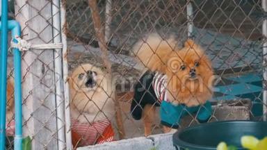 三只纯种的小<strong>狗</strong>在街边的笼子里，在栅栏后面凶恶地吠叫。 慢动作