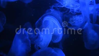 许多水母在蓝色的光线下在水里游泳