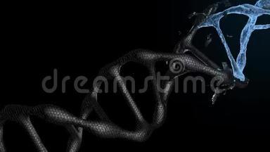 蓝色DNA链的3D动画。 黑色dna膜破裂.. DNA的形成。 螺旋结构的dna链特写。