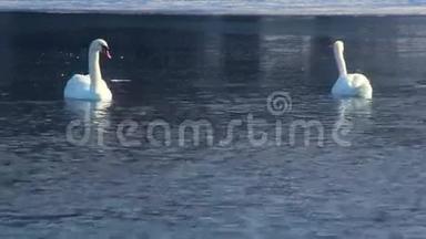 白色天鹅在冰冻的湖面上游泳。 冰面附近的蓝水鸟