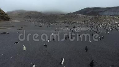 一大群企鹅站在山坡上。 安德列夫。