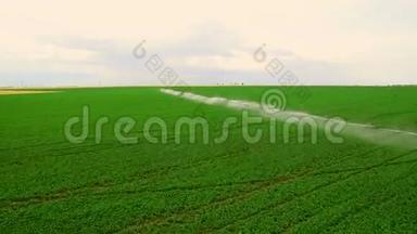 工业农业。 空中录像：夏季欧洲莴苣的灌溉。 灌溉和灌溉