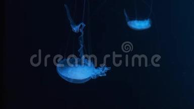 在水族馆游泳池里游泳的荧光水母。 带着发光水母的透明水母在水下拍摄