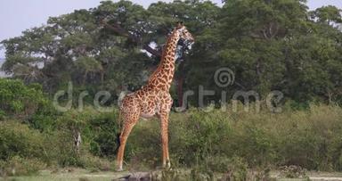 马赛长颈鹿，长颈鹿，成年站在草原上，肯尼亚马赛马拉公园，