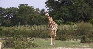 马赛长颈鹿，长颈鹿，成年站在<strong>草原</strong>上，肯尼亚马<strong>赛马</strong>拉公园，