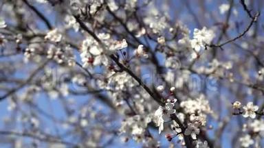 美丽的开花梅树.. 春天百花齐放的背景
