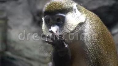 猴子洗澡。 猴子舔他的手。 很有趣很漂亮的猴子
