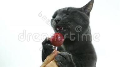 猫舔棒棒糖（甜食）。 白色背景的搞笑灰可爱猫