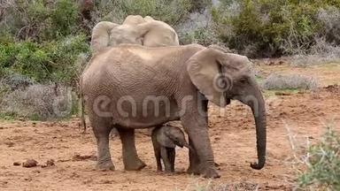 非洲小象喂养挣扎