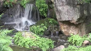 澳大利亚的Maidenhair蕨类植物是这个人在澳大利亚的一个风景优美的日本花园里做瀑布的特色。