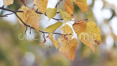 秋天的森林-黄色的白杨树叶子在秋天公园的背景下。 秋景，金秋..