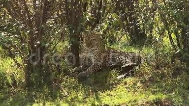 豹子，豹，成年后躺在草地上，自我打扮，肯尼亚马赛马拉公园，