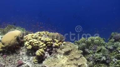 珊瑚礁和学校的鲜橙色鱼水下红海。