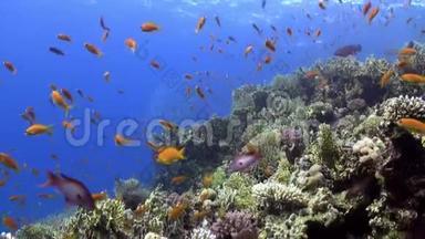 在珊瑚礁水下的明亮的橙色鱼的流派红海。
