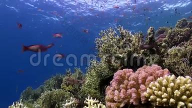 在珊瑚礁水下的明亮的橙色鱼的流派红海。