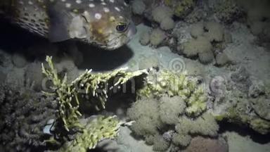 愤怒的豪猪鱼在礁石上游泳。