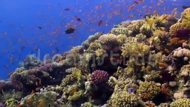 在<strong>珊瑚</strong>礁水下的明亮的<strong>橙</strong>色鱼的流派红海。