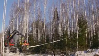 植树准备工作.. 用推土机砍伐树木。 用推土机<strong>铲除</strong>森林。 叉车