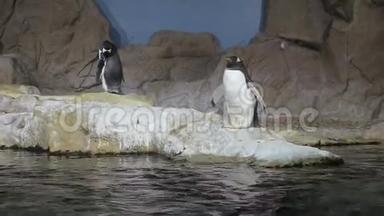 北极企鹅视频1080P.