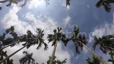 视频片段：蓝天背景上的棕榈树.. 旅<strong>游</strong>、<strong>避暑</strong>、度假和热带