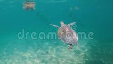 海龟在加勒比热带水域游泳，视频慢动作高清