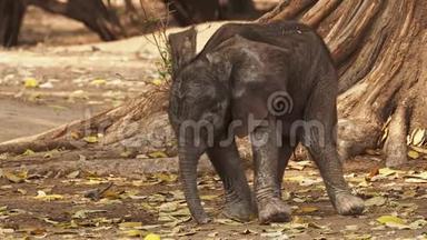 非洲灌木状象-非洲小象和它的母亲一起喝、吸奶、走路和吃树叶
