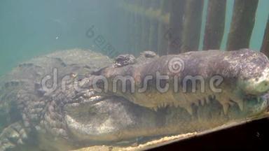 睡在水族馆的巨型鳄鱼画像