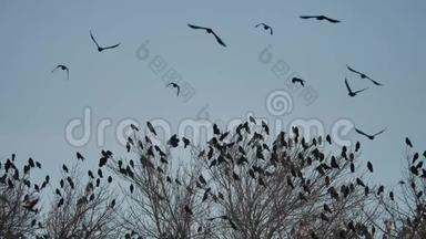 成群的乌鸦坐在鸟的树梢上。 鸟群迁徙鸟群飞鸦