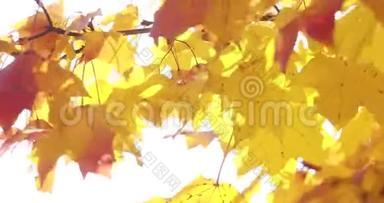 阳光透过微风吹拂的落叶. 枫树