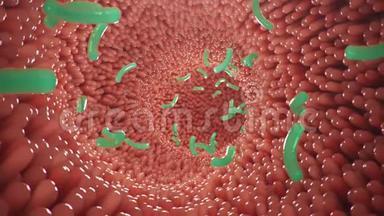 <strong>肠道</strong>绒毛带有细菌和病毒.. 显微绒毛，毛细血管用于消化吸收食物.. 人类