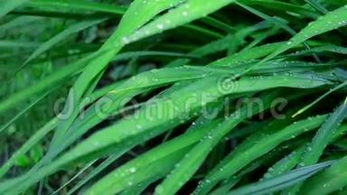 美丽的绿草在风中摇曳，表面有露珠。 高清视频画面1920x1080