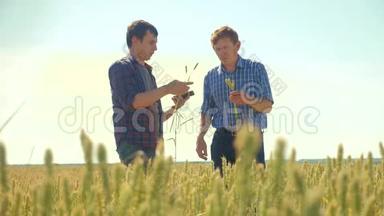 老两个农民<strong>夏季</strong>握手<strong>男</strong>子在你的智能手机麦田跑在田间小麦面包。 慢速视频