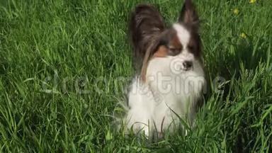 美丽的狗Papillon坐在绿色的草坪上吃草，股票录像视频