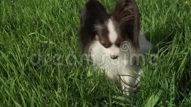 美丽的狗Papillon坐在绿色的草坪上吃草，股票录像视频