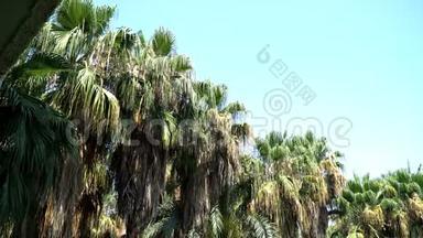 热带棕榈树和风的视频