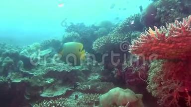 马尔代夫海底清澈海底背景下的天使鱼。