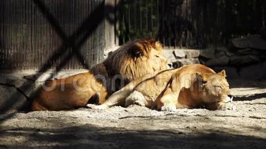 几只非洲狮子睡在笼子里