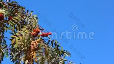 罗文树枝在秋天的蓝天上随风摇动浆果
