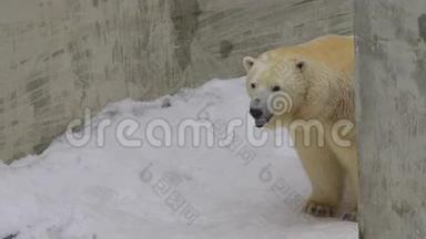 北极<strong>熊站在</strong>动物园里看着摄像机