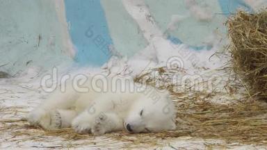 冬天，北极熊幼崽睡在动物园里