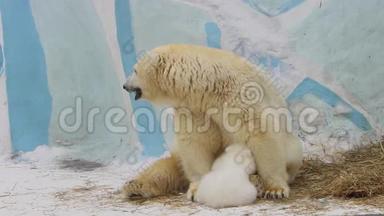 北极熊幼崽在动物园里吃妈妈给他的牛奶